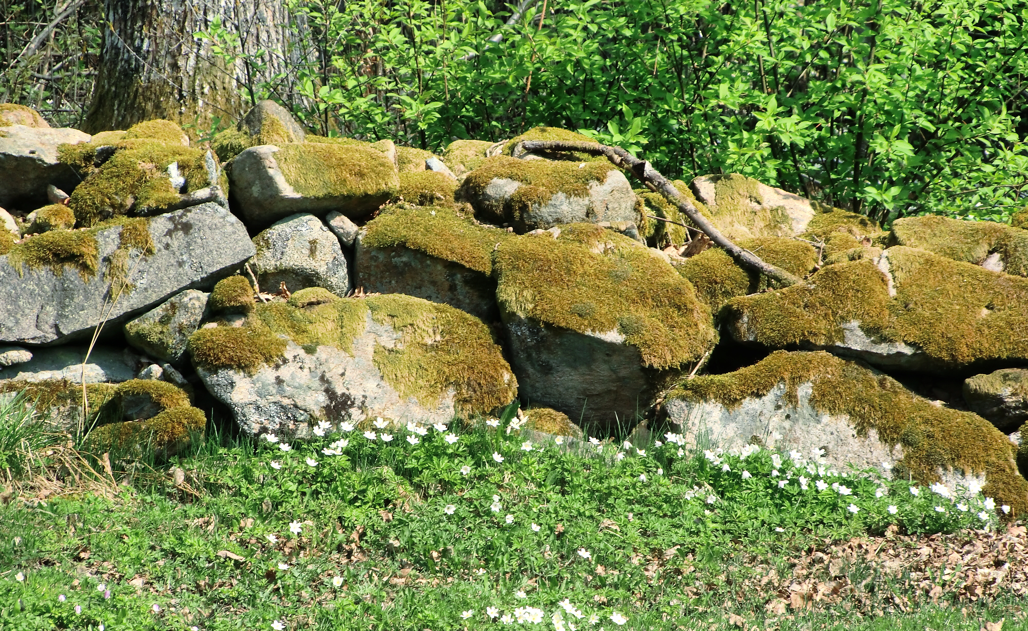 Stenmur med vitsippor framför.